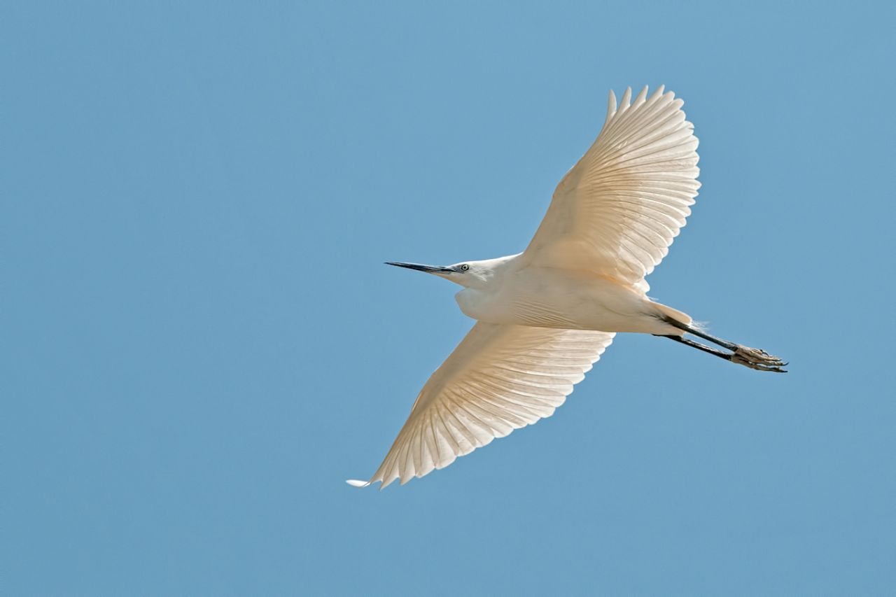 Garzetta (Egretta garzetta)